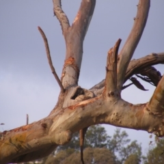 Callocephalon fimbriatum at Garran, ACT - 9 Jan 2020