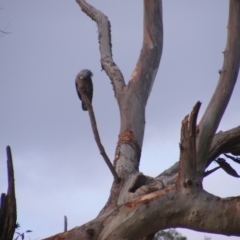 Callocephalon fimbriatum at Garran, ACT - 9 Jan 2020