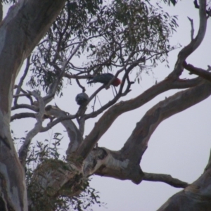 Callocephalon fimbriatum at Garran, ACT - 9 Jan 2020