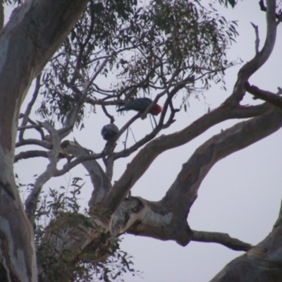 Callocephalon fimbriatum (Gang-gang Cockatoo) at Garran, ACT - 9 Jan 2020 by MichaelMulvaney