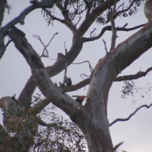 Callocephalon fimbriatum at Garran, ACT - 9 Jan 2020