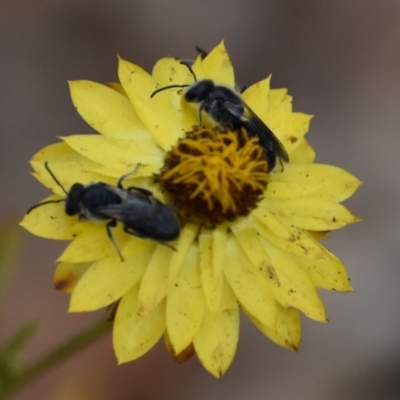Lasioglossum (Chilalictus) lanarium (Halictid bee) at Weston, ACT - 9 Jan 2020 by AliceH