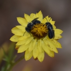 Lasioglossum (Chilalictus) lanarium at Weston, ACT - 9 Jan 2020