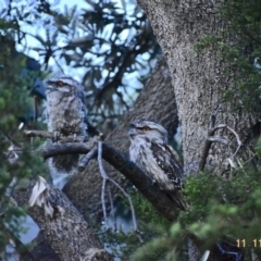 Podargus strigoides (Tawny Frogmouth) at Weston, ACT - 10 Nov 2020 by AliceH