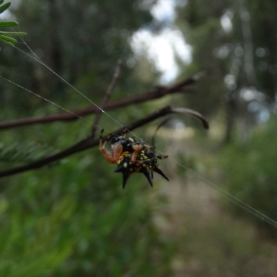 Austracantha minax (Christmas Spider, Jewel Spider) at Alpine, NSW - 24 Dec 2018 by JanHartog