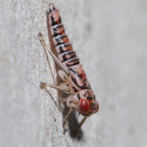 Cicadellidae (family) at Acton, ACT - 2 Dec 2019