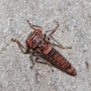 Cicadellidae (family) at Acton, ACT - 2 Dec 2019