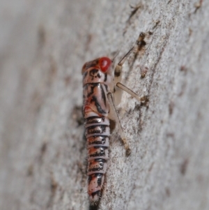 Cicadellidae (family) at Acton, ACT - 2 Dec 2019