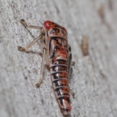 Cicadellidae (family) at Acton, ACT - 2 Dec 2019 11:32 AM