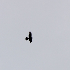 Tachyspiza fasciata (Brown Goshawk) at Mongarlowe, NSW - 8 Jan 2020 by LisaH