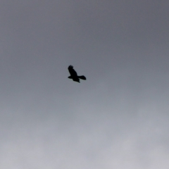 Accipiter fasciatus at Mongarlowe, NSW - 8 Jan 2020