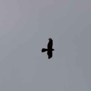 Accipiter fasciatus at Mongarlowe, NSW - 8 Jan 2020