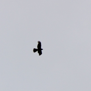 Accipiter fasciatus at Mongarlowe, NSW - 8 Jan 2020