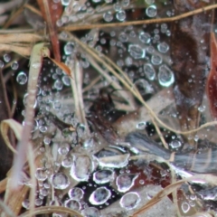 Unidentified at Mongarlowe, NSW - 9 Jan 2020 by LisaH