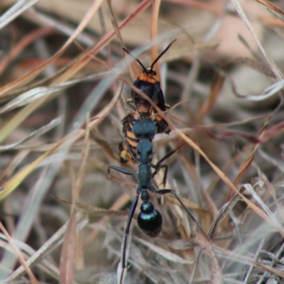 Myrmecia tarsata (Bull ant or Bulldog ant) at Mongarlowe River - 8 Jan 2020 by LisaH