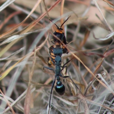 Myrmecia tarsata (Bull ant or Bulldog ant) at Mongarlowe, NSW - 8 Jan 2020 by LisaH