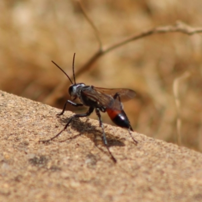 Podalonia tydei (Caterpillar-hunter wasp) at Hughes, ACT - 7 Jan 2020 by LisaH