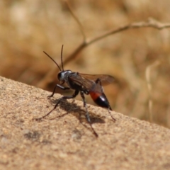 Podalonia tydei (Caterpillar-hunter wasp) at Hughes, ACT - 6 Jan 2020 by LisaH