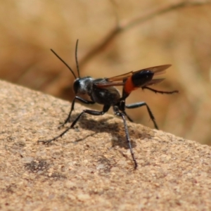 Podalonia tydei at Hughes, ACT - 7 Jan 2020