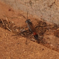 Podalonia tydei at Hughes, ACT - 7 Jan 2020