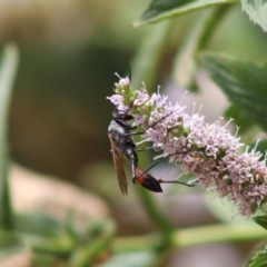 Podalonia tydei (Caterpillar-hunter wasp) at Hughes, ACT - 6 Jan 2020 by LisaH