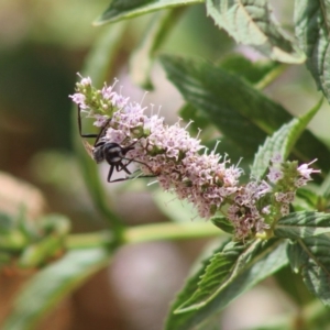 Podalonia tydei at Hughes, ACT - 6 Jan 2020