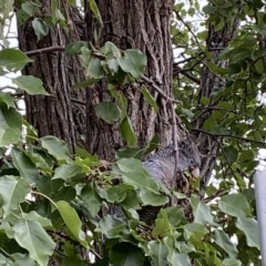 Callocephalon fimbriatum (Gang-gang Cockatoo) at Hughes, ACT - 6 Jan 2020 by LisaH