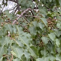 Callocephalon fimbriatum at Hughes, ACT - 6 Jan 2020