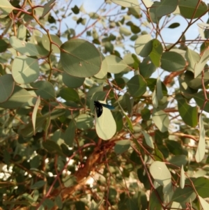 Austroscolia soror at Majura, ACT - 10 Jan 2020