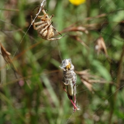 Backobourkia sp. (genus) at Wingecarribee Local Government Area - 6 Jan 2017 by JanHartog