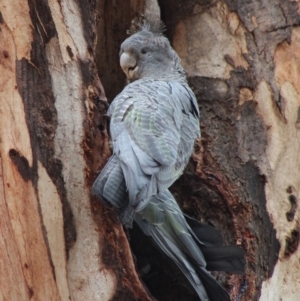 Callocephalon fimbriatum at Hughes, ACT - 5 Jan 2020