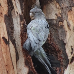 Callocephalon fimbriatum (Gang-gang Cockatoo) at Hughes, ACT - 5 Jan 2020 by LisaH