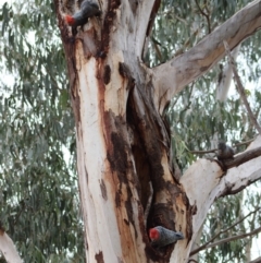 Callocephalon fimbriatum at Hughes, ACT - suppressed