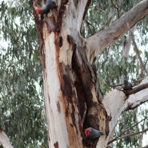 Callocephalon fimbriatum at Hughes, ACT - suppressed