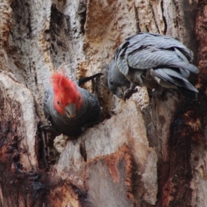 Callocephalon fimbriatum at Hughes, ACT - suppressed