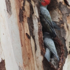 Callocephalon fimbriatum at Hughes, ACT - suppressed