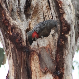 Callocephalon fimbriatum at Hughes, ACT - 5 Jan 2020