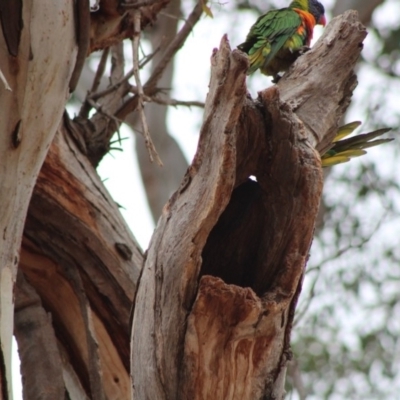 Trichoglossus moluccanus (Rainbow Lorikeet) at Hughes, ACT - 5 Jan 2020 by LisaH