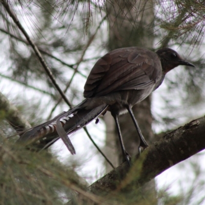 Menura novaehollandiae (Superb Lyrebird) at Mongarlowe, NSW - 9 Jan 2020 by LisaH