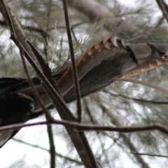 Menura novaehollandiae at Mongarlowe, NSW - 9 Jan 2020