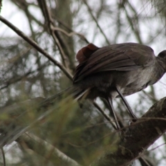 Menura novaehollandiae at Mongarlowe, NSW - 9 Jan 2020