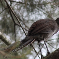 Menura novaehollandiae at Mongarlowe, NSW - 9 Jan 2020