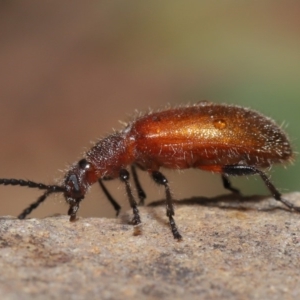 Lagriini sp. (tribe) at Acton, ACT - 2 Dec 2019