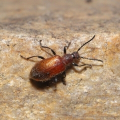 Lagriini sp. (tribe) at Acton, ACT - 2 Dec 2019 11:35 AM