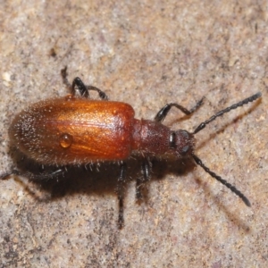 Lagriini sp. (tribe) at Acton, ACT - 2 Dec 2019 11:35 AM