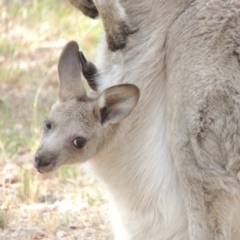 Macropus giganteus (Eastern Grey Kangaroo) at Conder, ACT - 15 Dec 2019 by MichaelBedingfield