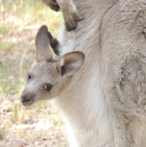 Macropus giganteus at Conder, ACT - 15 Dec 2019 09:47 AM