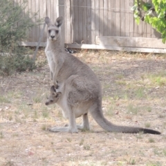 Macropus giganteus at Conder, ACT - 15 Dec 2019 09:47 AM