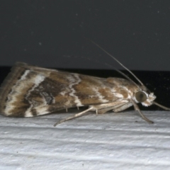 Hellula hydralis (Cabbage Centre Moth) at Ainslie, ACT - 5 Jan 2020 by jb2602