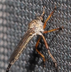 Cerdistus sp. (genus) (Yellow Slender Robber Fly) at Acton, ACT - 2 Dec 2019 by TimL